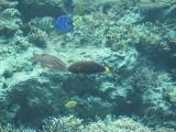 ＯＫＩＮＡＷＡ 018+1