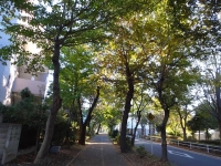 野火止めの秋 (10)
