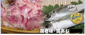 関アジ