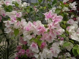 DSC02216+1.jpg