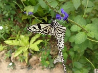 DSC02223+1.jpg