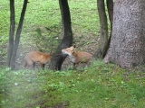 IMG_0935+1.jpg