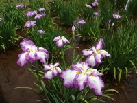 DSC01471+1.jpg