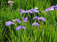DSC01480+1.jpg